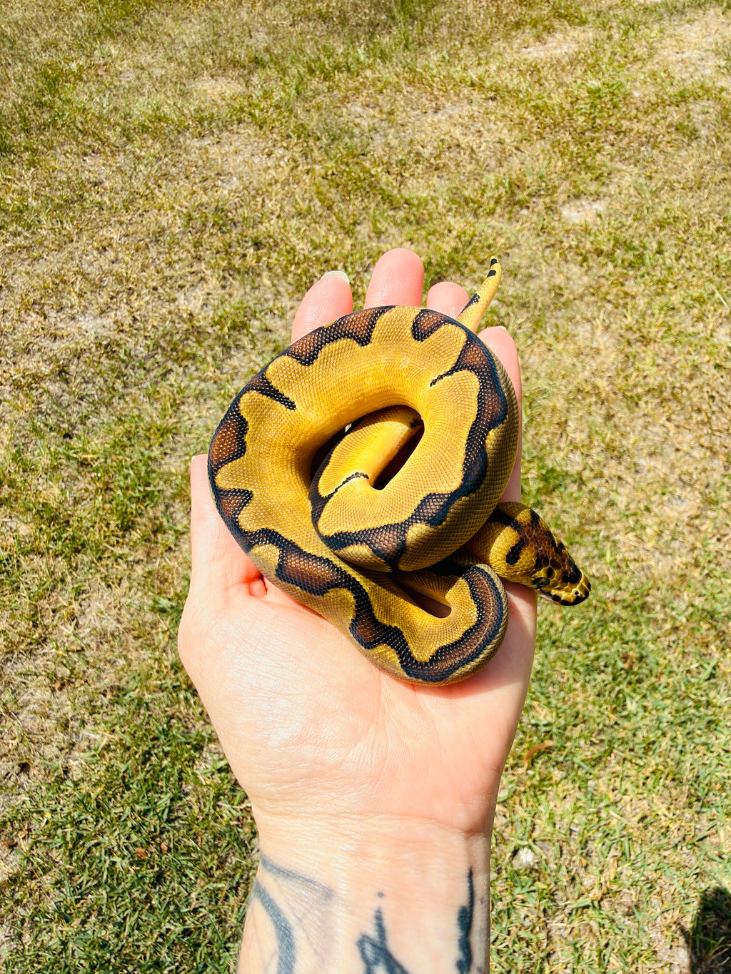 Super Enchi Clown Het Desert Ghost Pos Fire Ball Python for Sale — Female, 2026 hatch, captive-bred by Ghost Constrictors