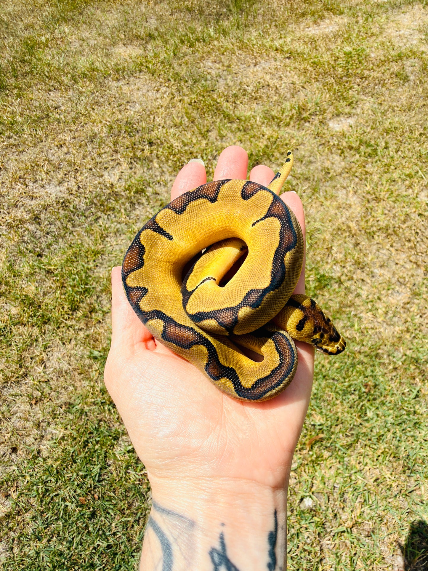 Super Enchi Clown Het Desert Ghost Pos Fire Ball Python for Sale
