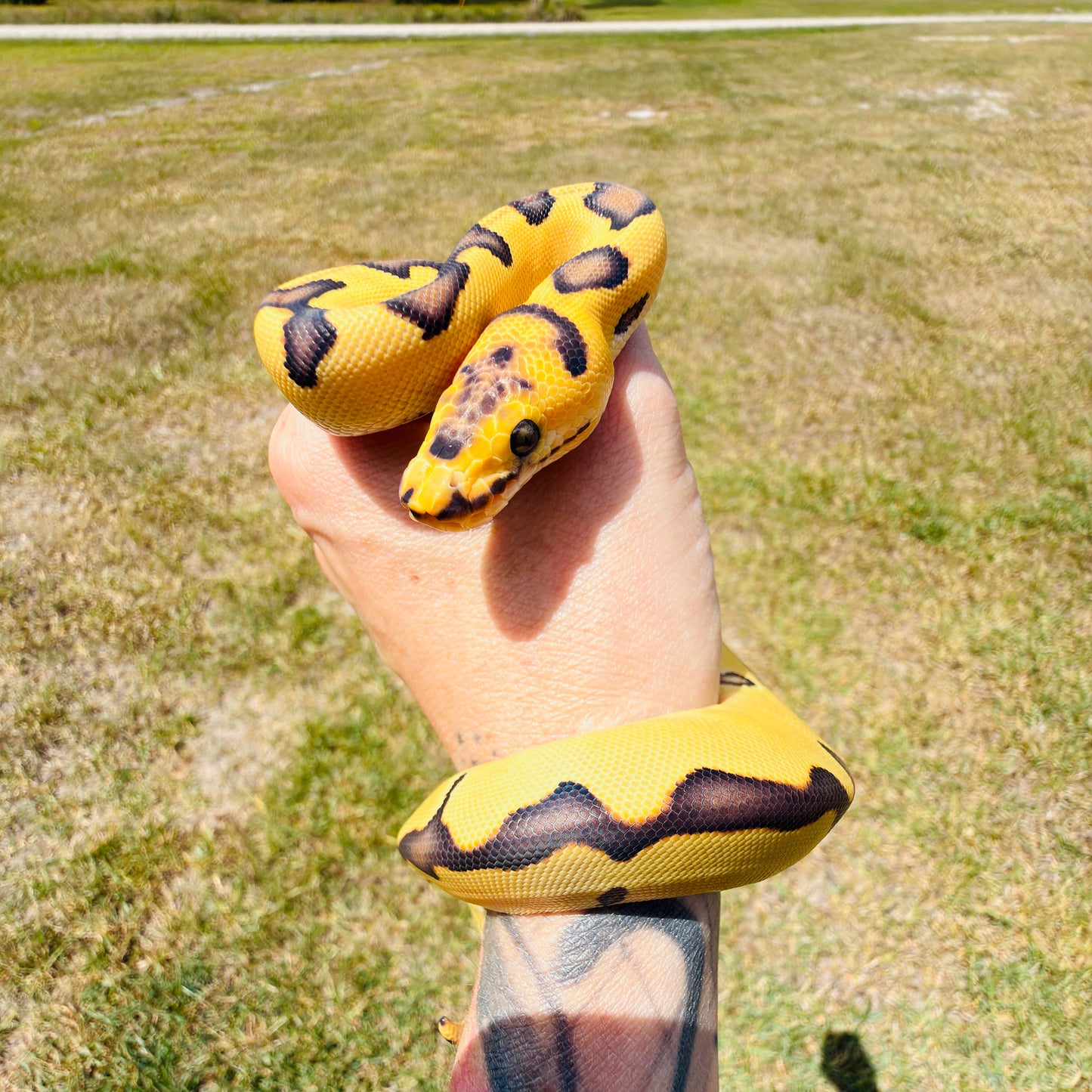 Spotnose Super Enchi Clown Desert Ghost Fire Pos Red Stripe Ball Python for Sale