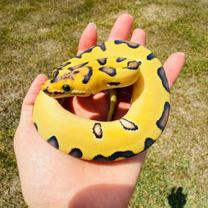 Spotnose Super Enchi Clown Desert Ghost Fire Pos Red Stripe Ball Python for Sale
