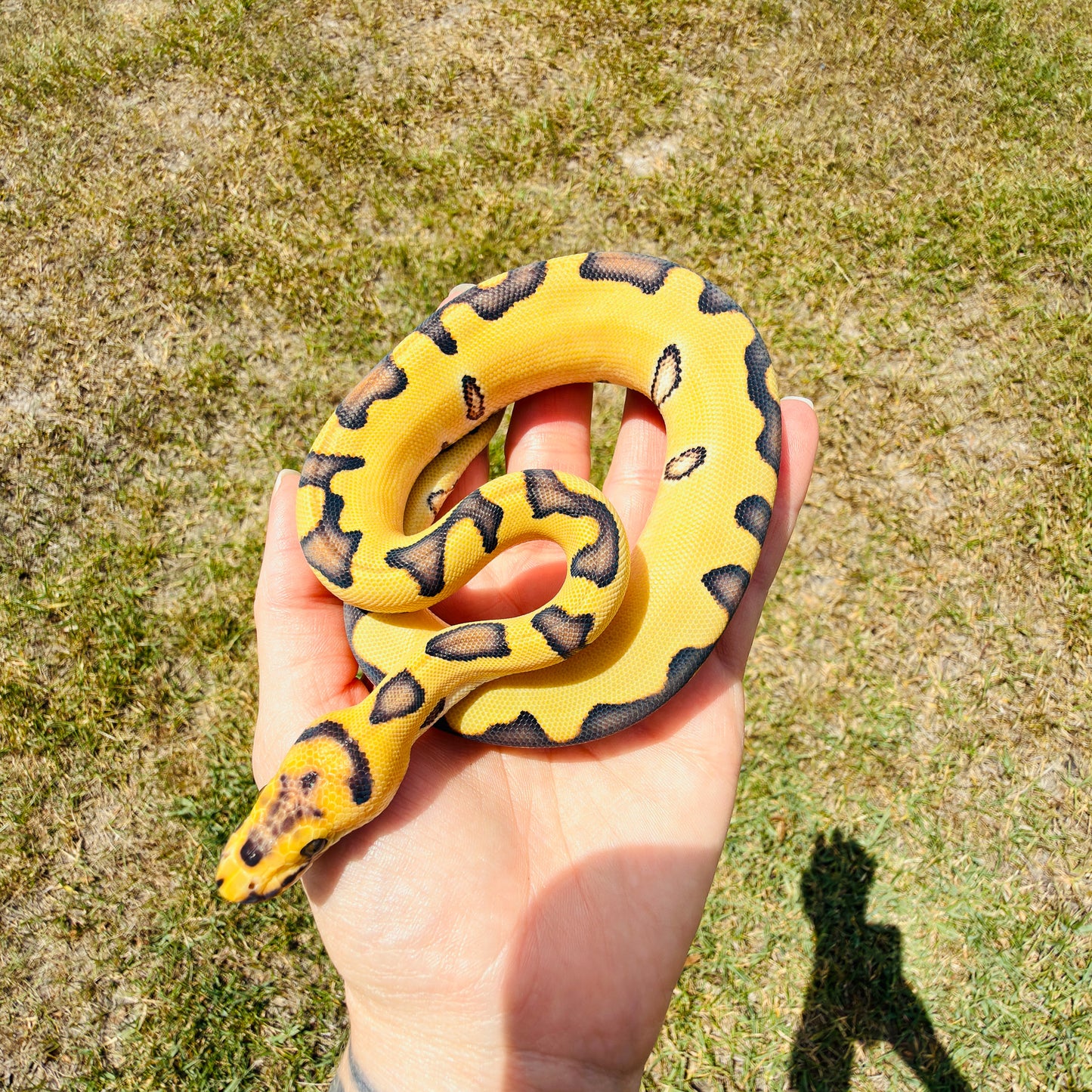 Spotnose Super Enchi Clown Desert Ghost Fire Pos Red Stripe Ball Python for Sale