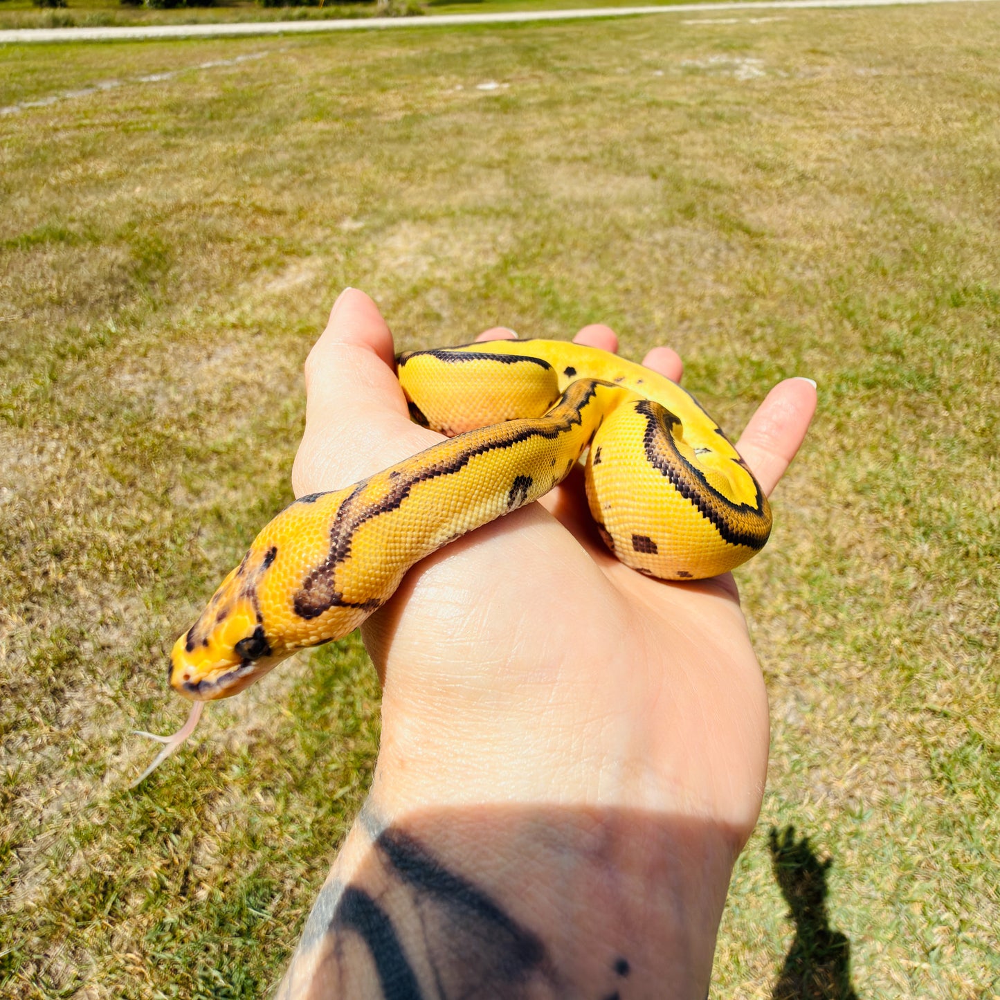 Enchi Clown Desert Ghost Fire Pos Red Stripe Ball Python for Sale