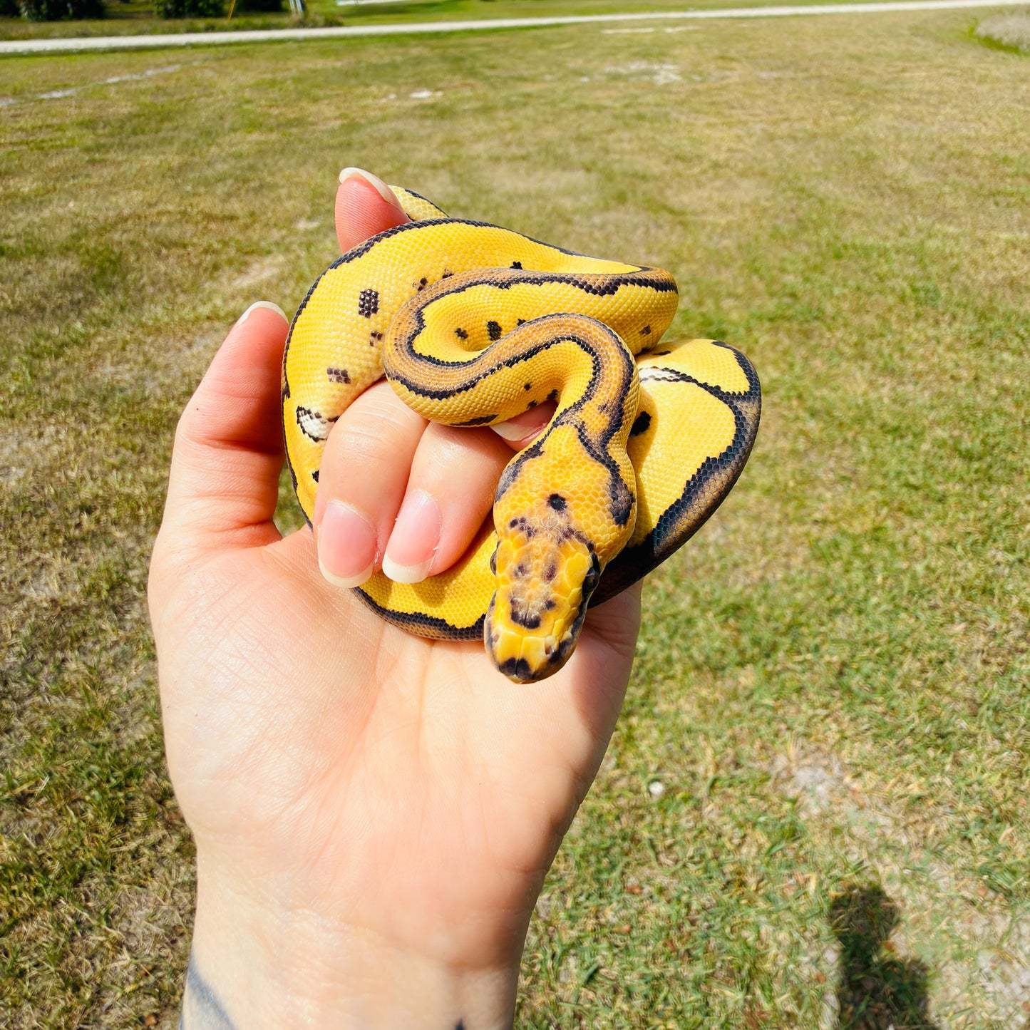 Enchi Clown Desert Ghost Fire Pos Red Stripe Ball Python for Sale