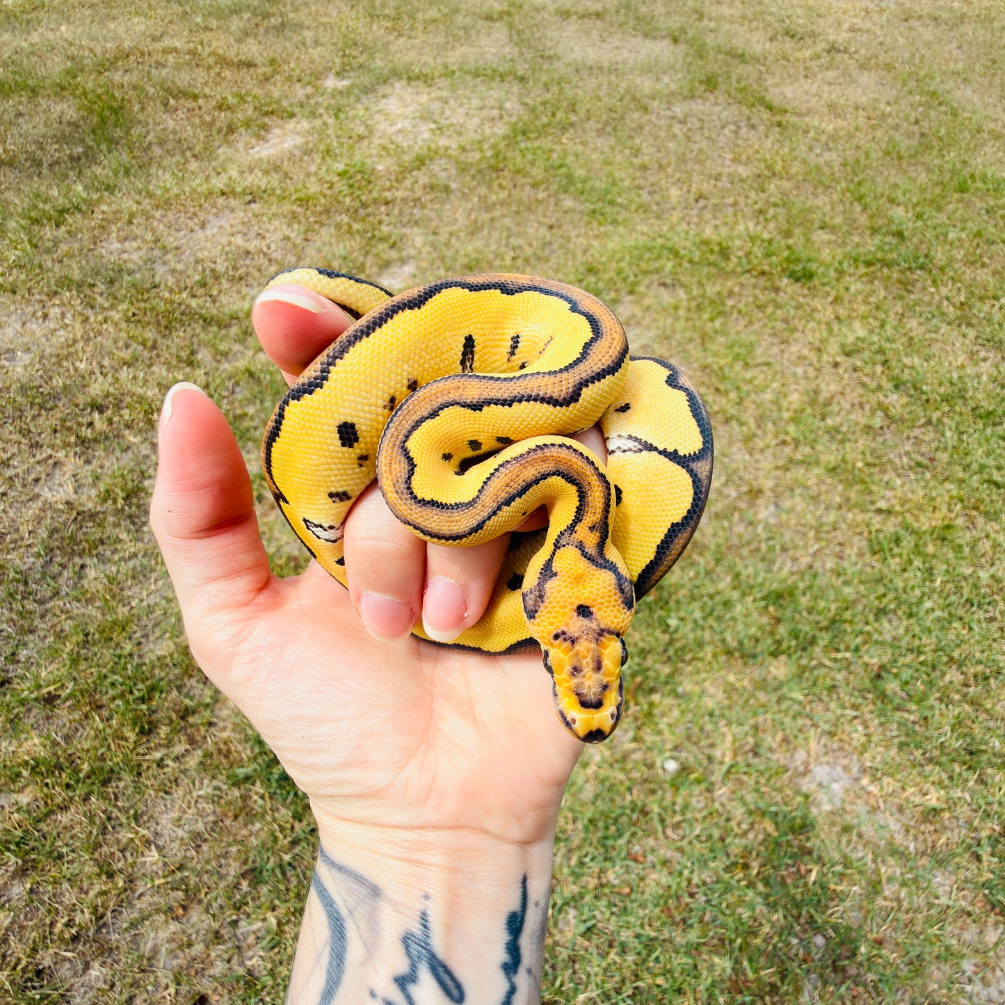 Enchi Clown Desert Ghost Fire Pos Red Stripe Ball Python for Sale