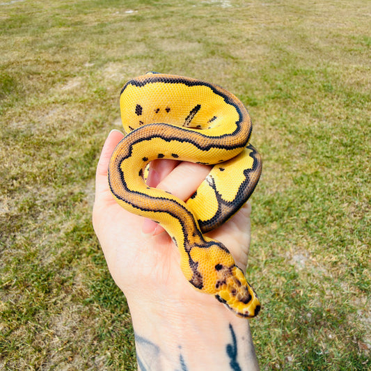 Enchi Clown Desert Ghost Fire Pos Red Stripe Ball Python for Sale