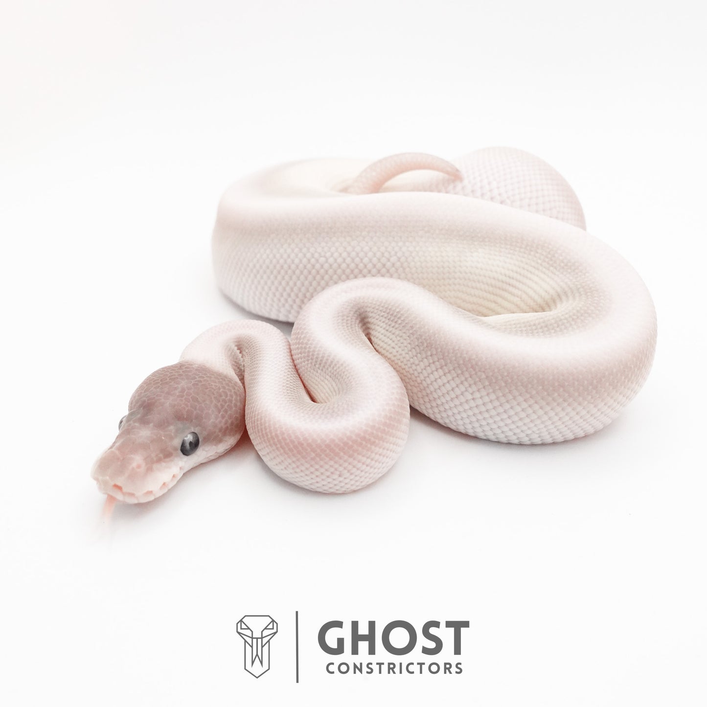 Super Mojave Het Clown Ball Python