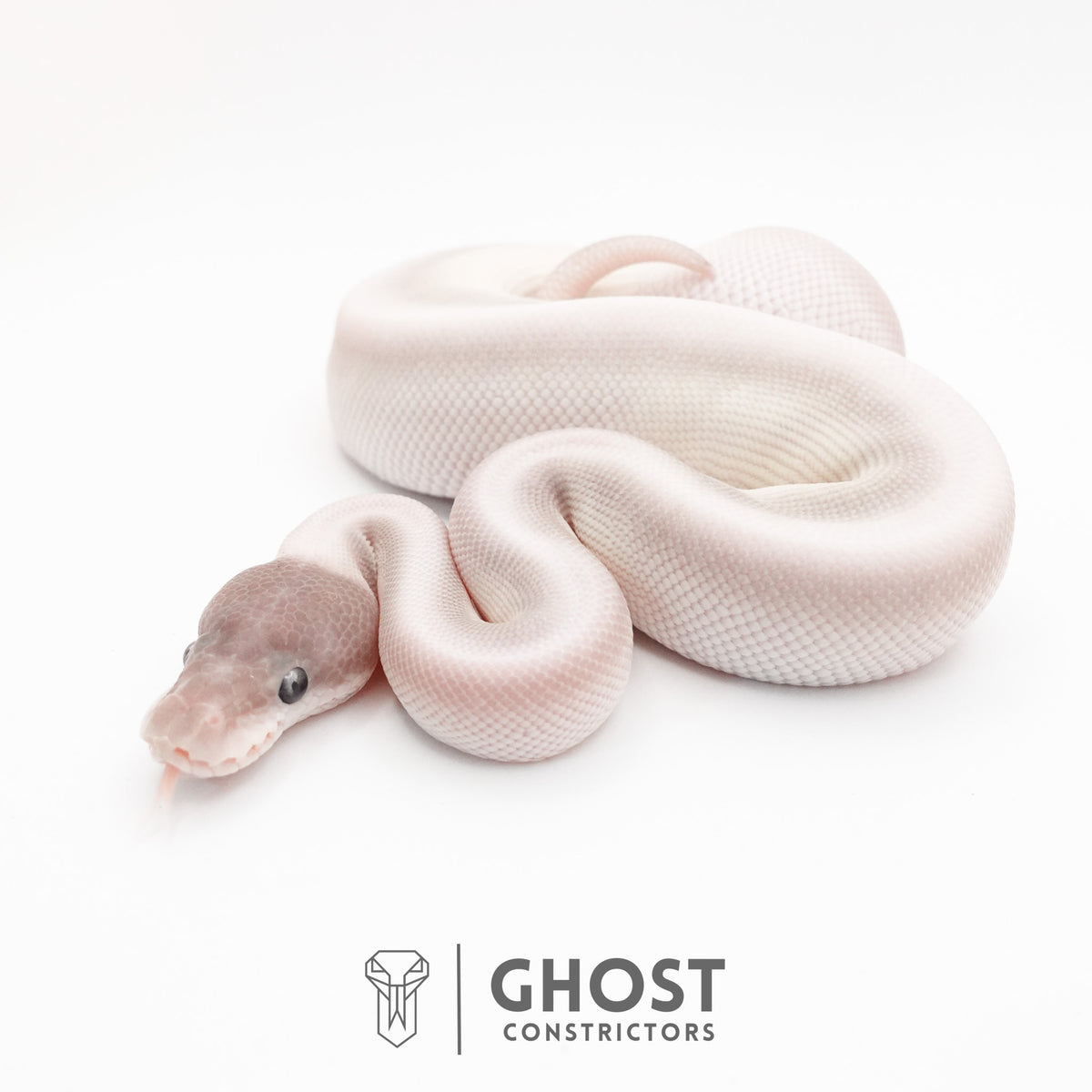 Super Mojave Het Clown Ball Python — Female, 2026 hatch, captive-bred by Ghost Constrictors