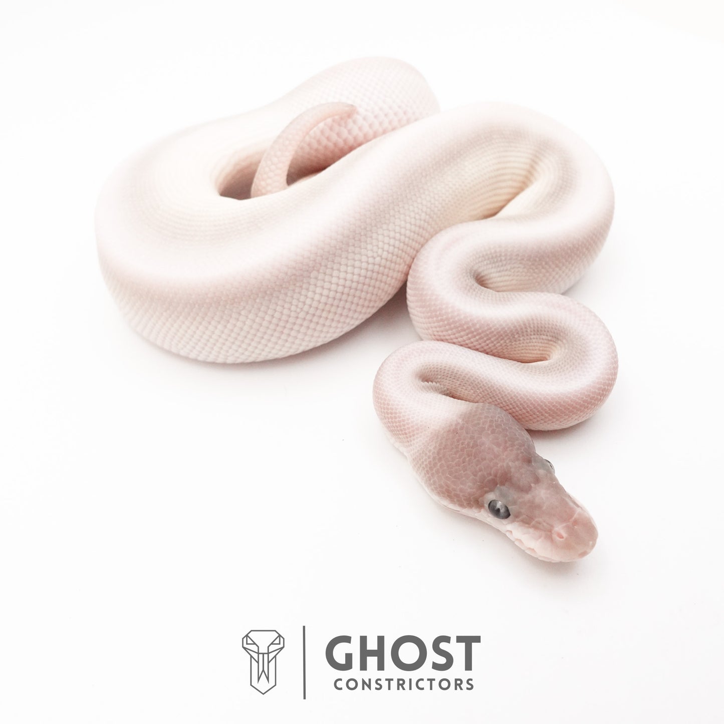 Super Mojave Het Clown Ball Python