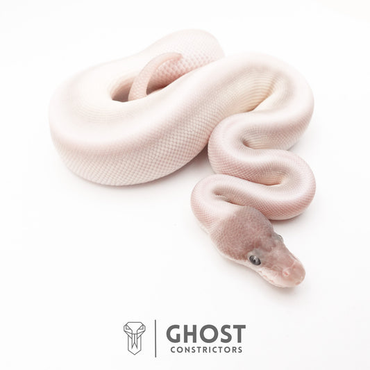 Super Mojave Het Clown Ball Python