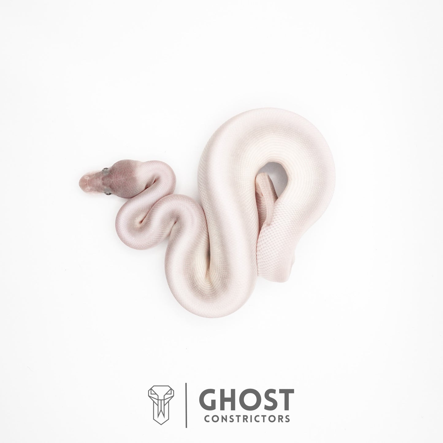 Super Mojave Het Clown Ball Python