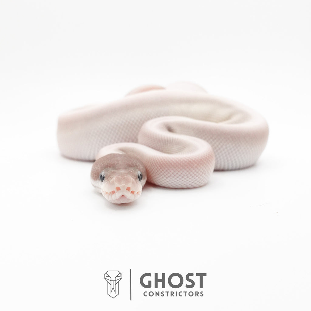 Super Mojave Het Clown Ball Python — Female, 2026 hatch, captive-bred by Ghost Constrictors