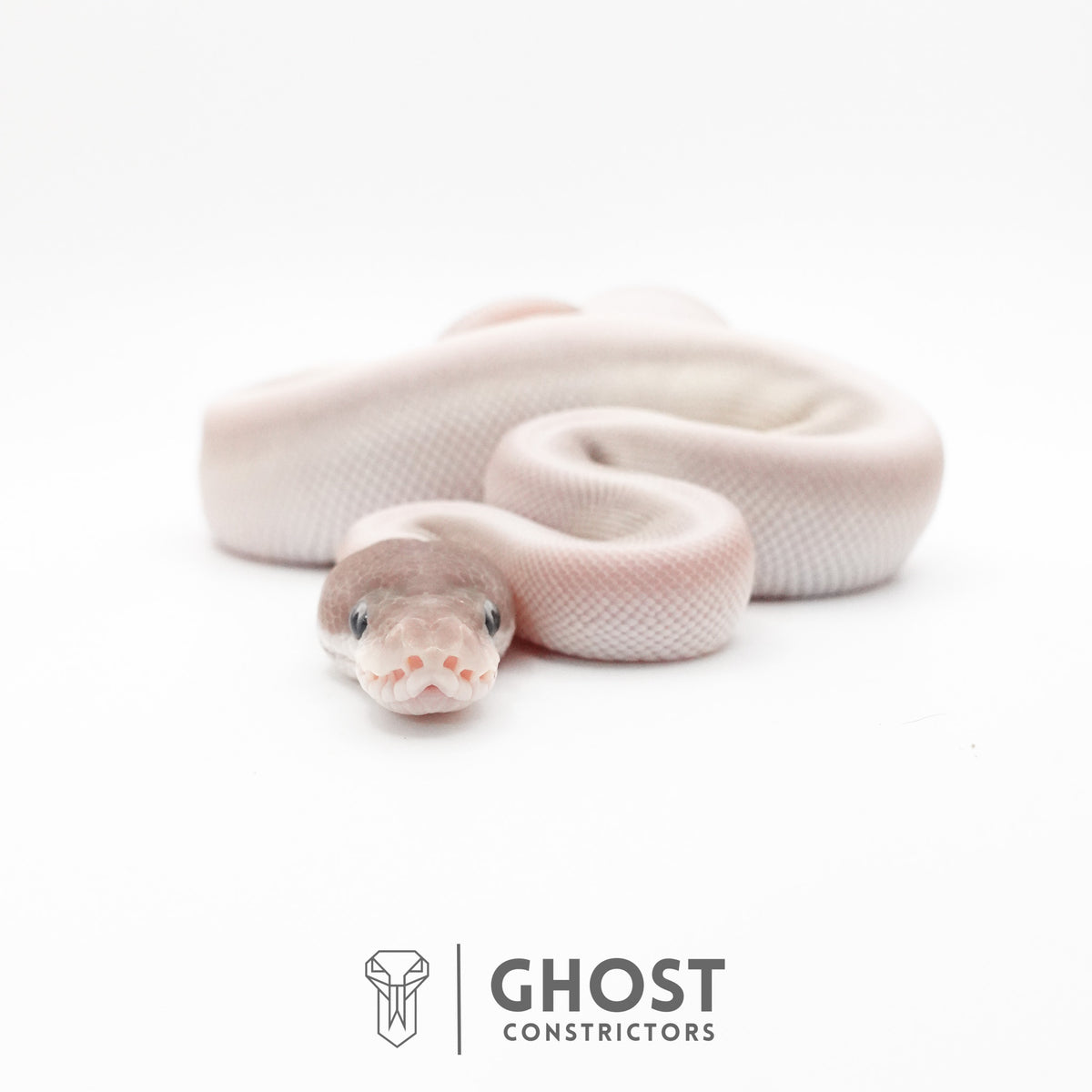 Super Mojave Het Clown Ball Python — Female, 2026 hatch, captive-bred by Ghost Constrictors