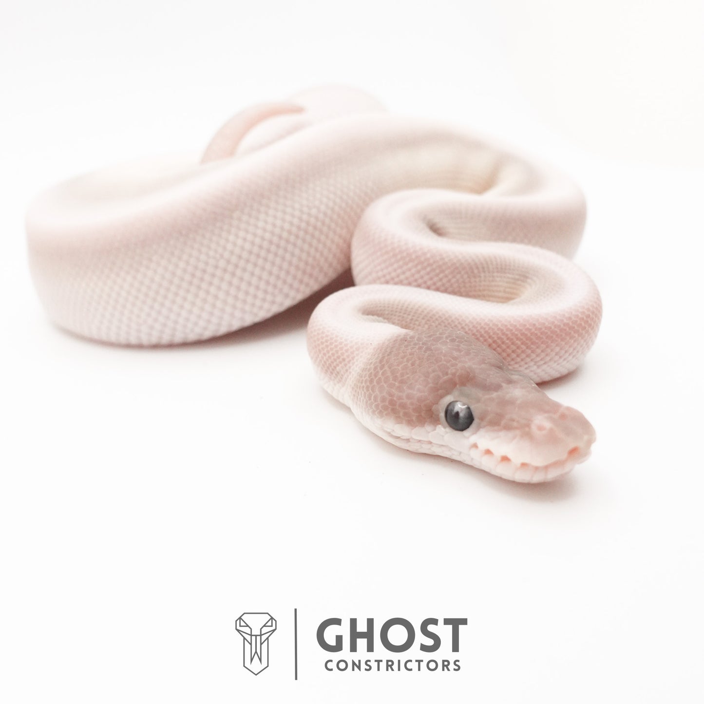 Super Mojave Het Clown Ball Python