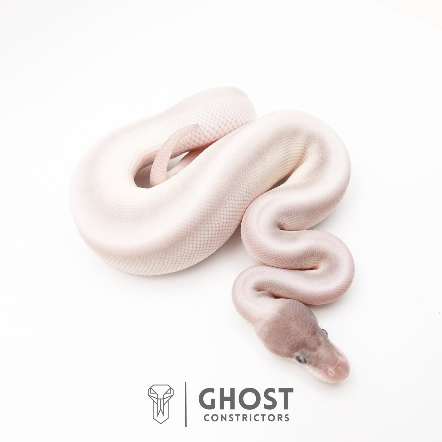 Super Mojave Het Clown Ball Python