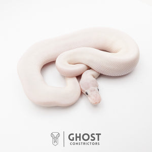 Super Mojave Het Clown Ball Python