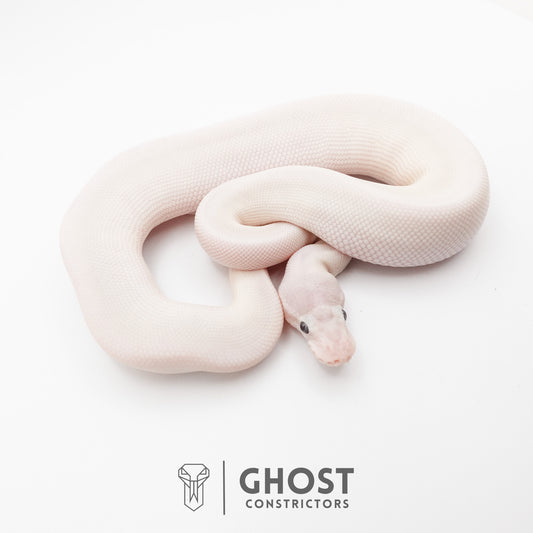 Super Mojave Het Clown Ball Python