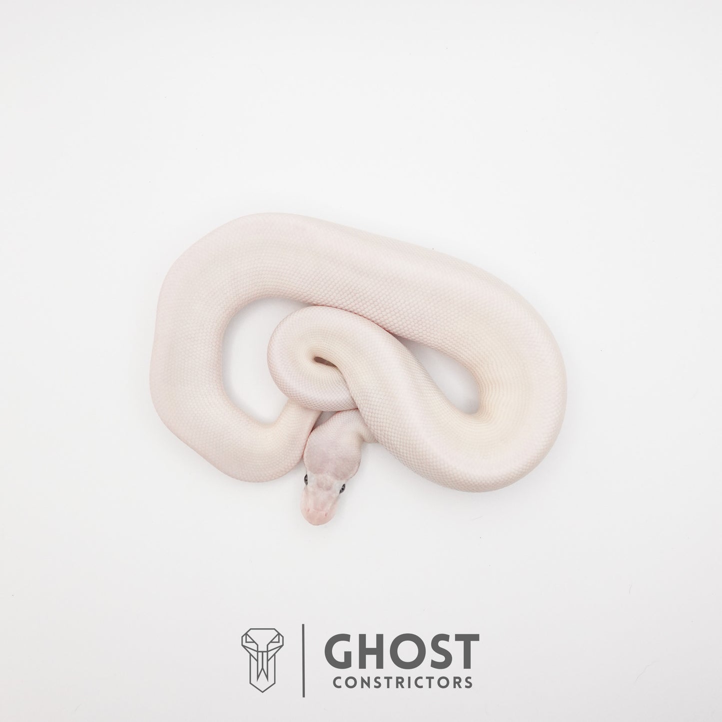Super Mojave Het Clown Ball Python