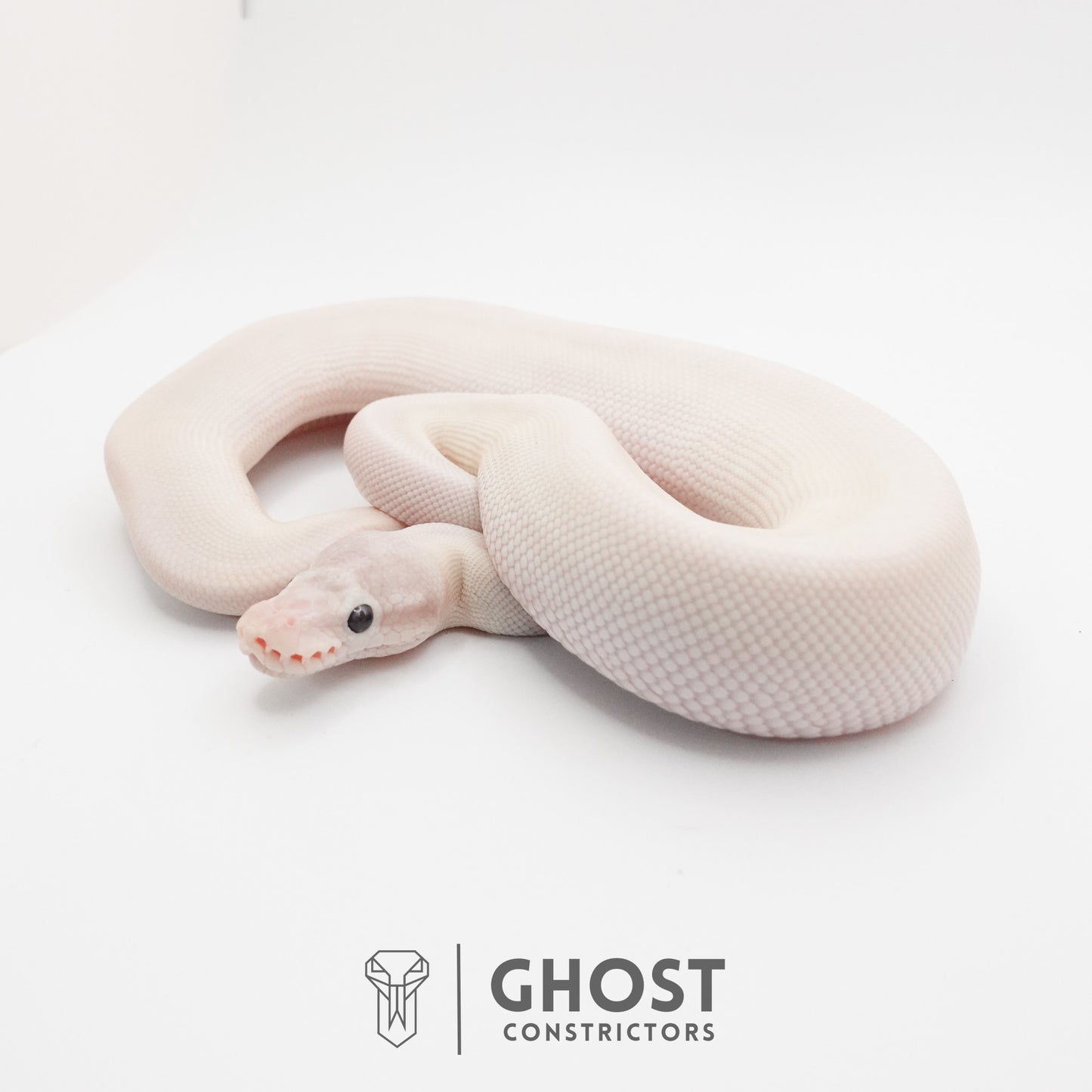 Super Mojave Het Clown Ball Python