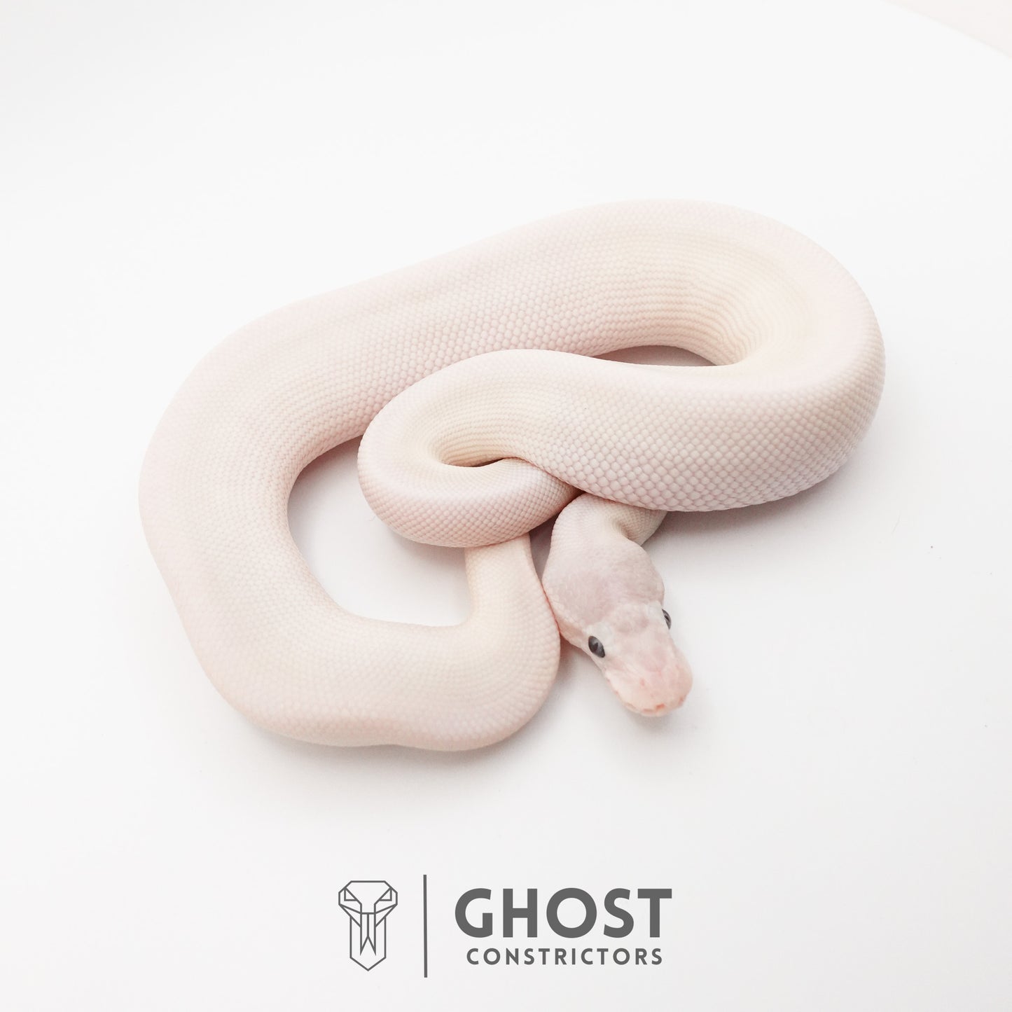 Super Mojave Het Clown Ball Python
