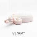 Super Mojave Het Clown Ball Python | White Ball Python — Female, 2026 hatch, captive-bred by Ghost Constrictors