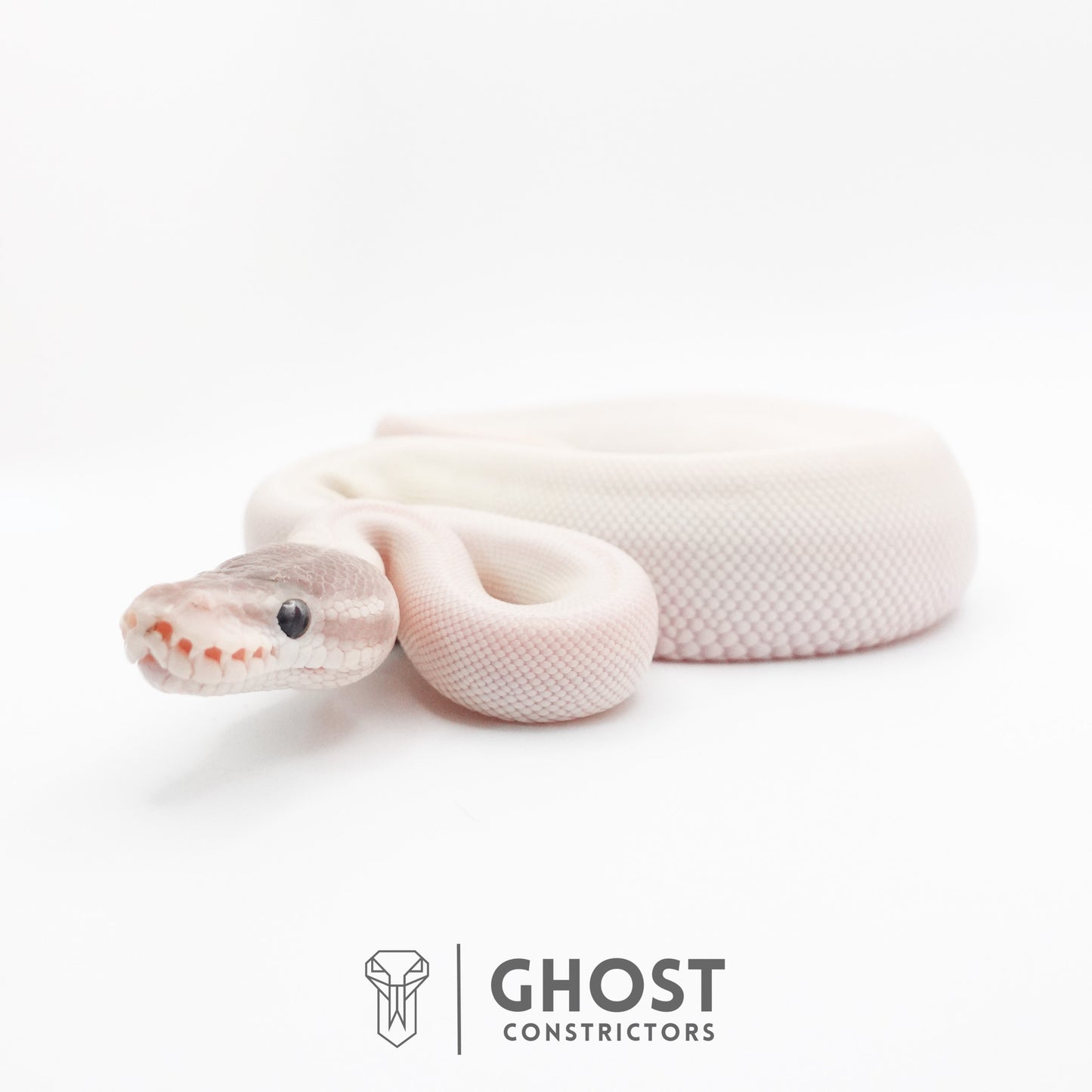 Super Mojave Het Clown Ball Python | White Ball Python