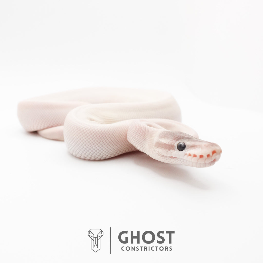 Super Mojave Het Clown Ball Python | White Ball Python — Female, 2026 hatch, captive-bred by Ghost Constrictors