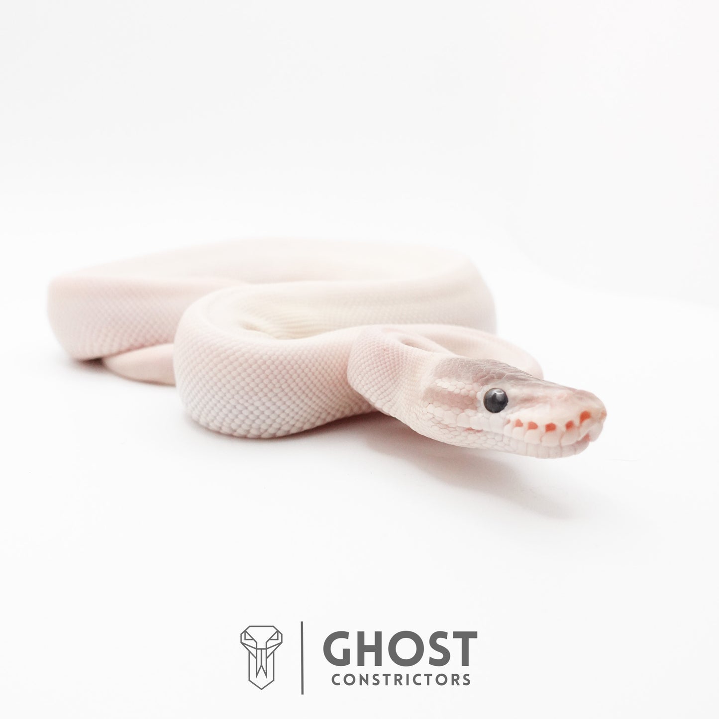 Super Mojave Het Clown Ball Python | White Ball Python