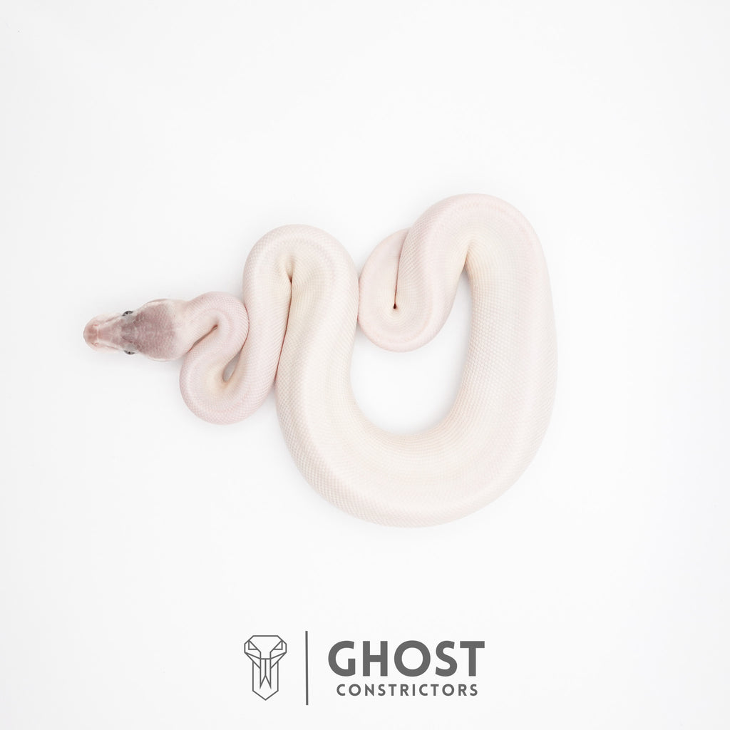 Super Mojave Het Clown Ball Python | White Ball Python — Female, 2026 hatch, captive-bred by Ghost Constrictors