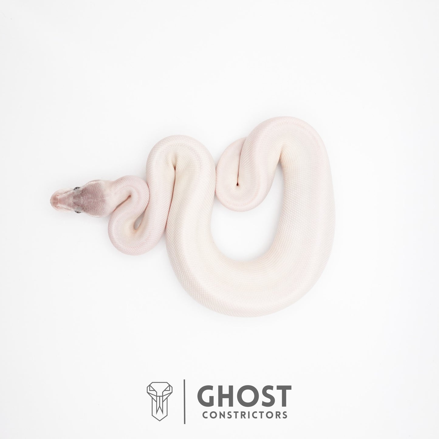 Super Mojave Het Clown Ball Python | White Ball Python