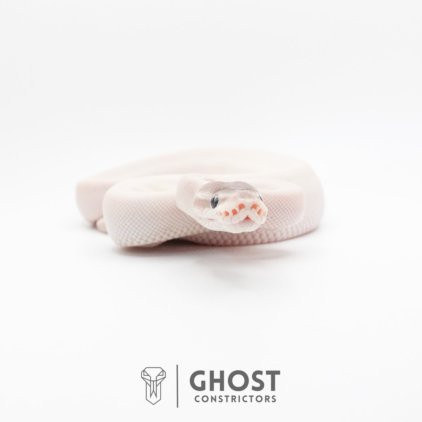 Super Mojave Het Clown Ball Python | White Ball Python