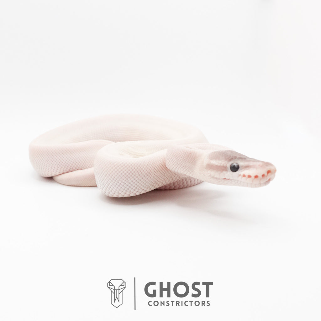 Super Mojave Het Clown Ball Python | White Ball Python — Female, 2026 hatch, captive-bred by Ghost Constrictors