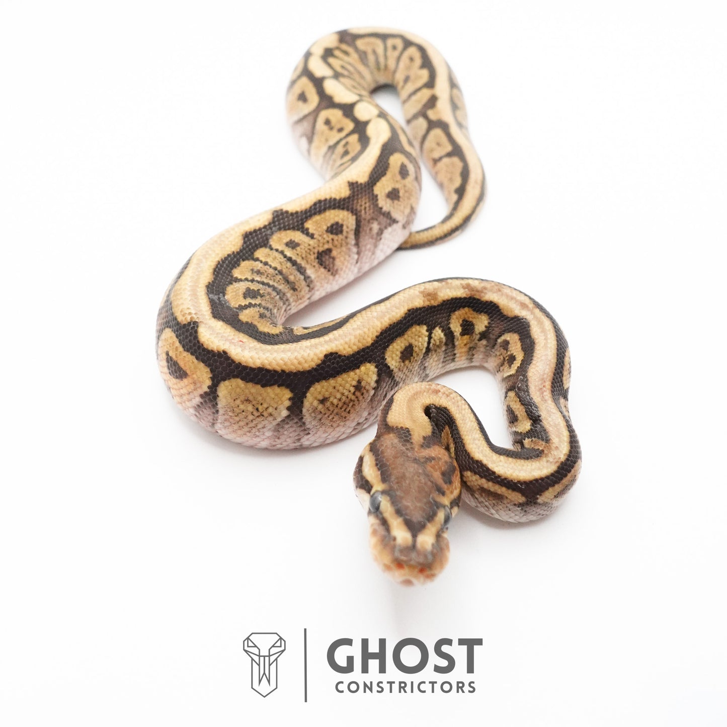 Pastel Het Clown Possible Nyala Possible Furrow Ball Python