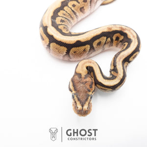 Pastel Het Clown Possible Nyala Possible Furrow Ball Python