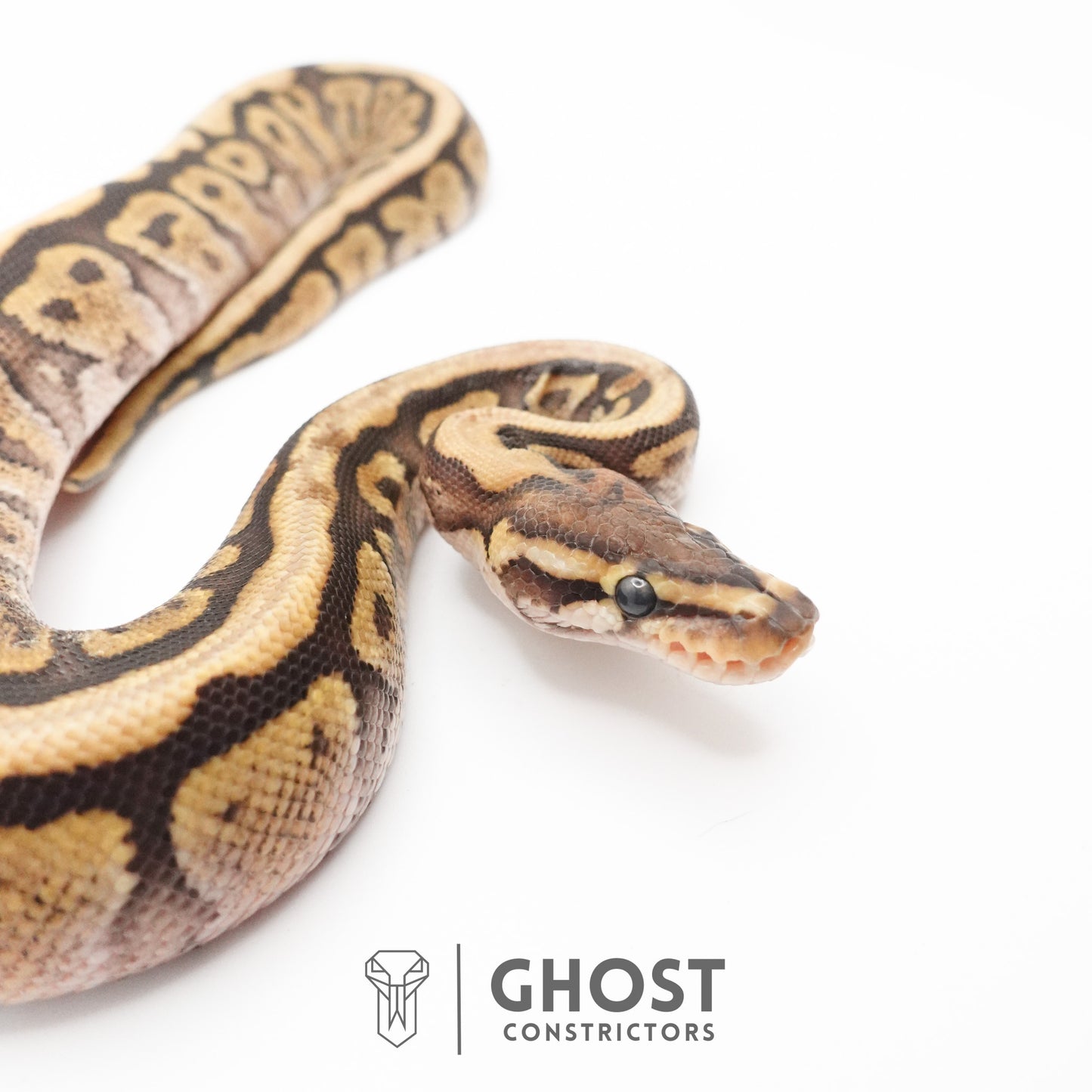 Pastel Het Clown Possible Nyala Possible Furrow Ball Python