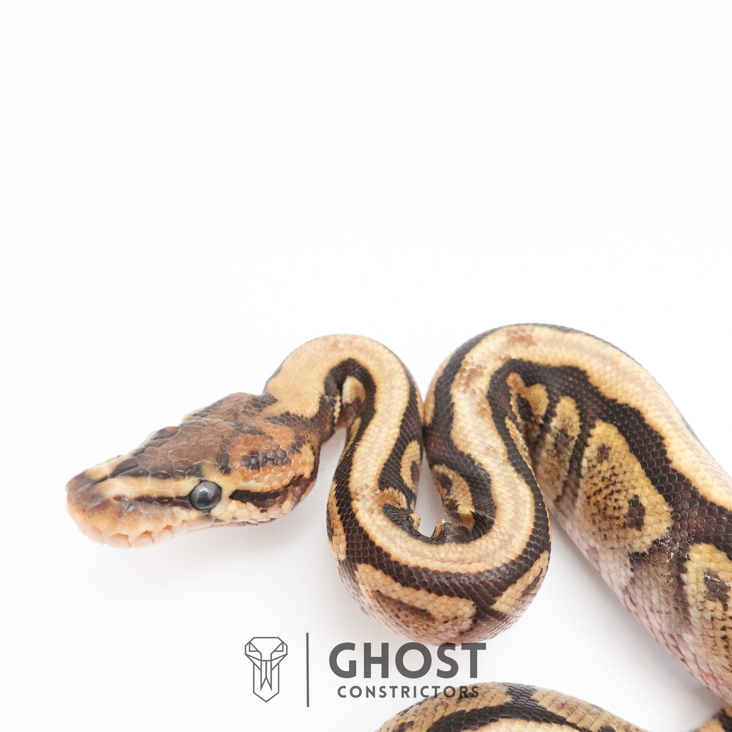 Pastel Het Clown Possible Nyala Possible Furrow Ball Python