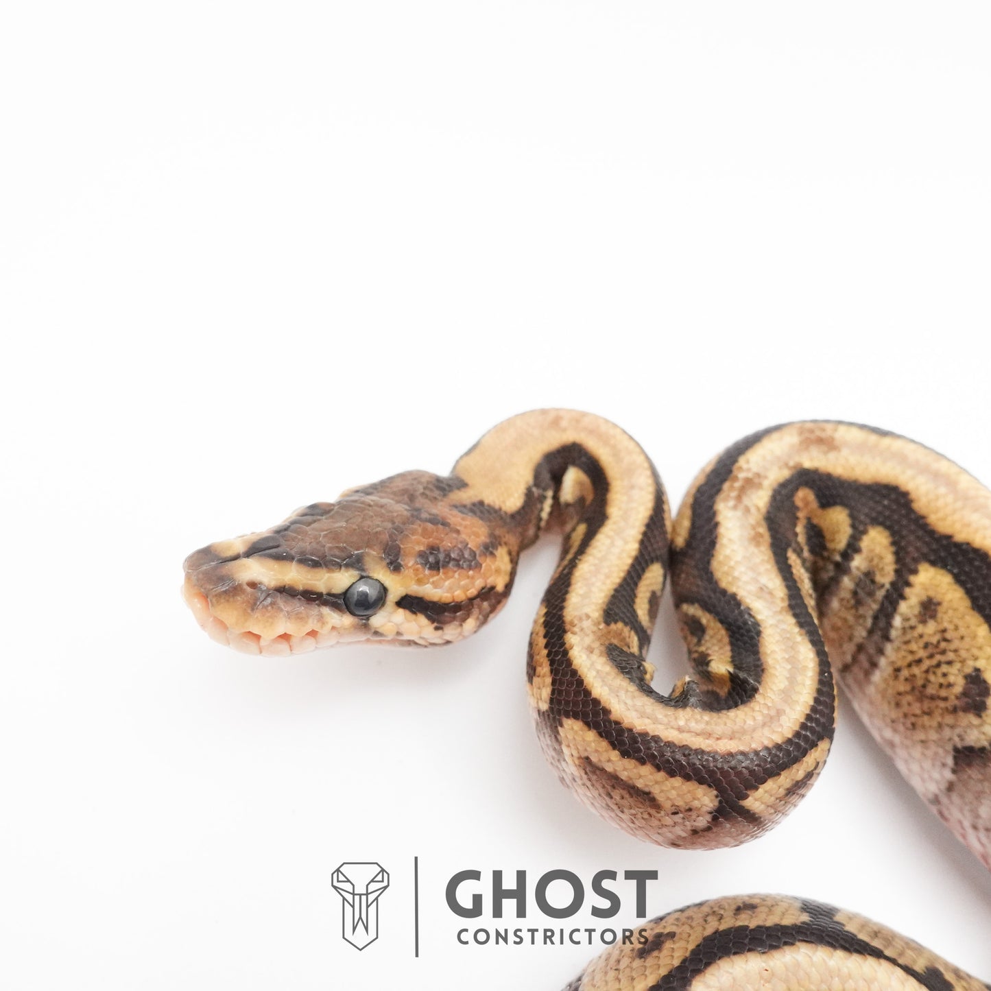 Pastel Het Clown Possible Nyala Possible Furrow Ball Python