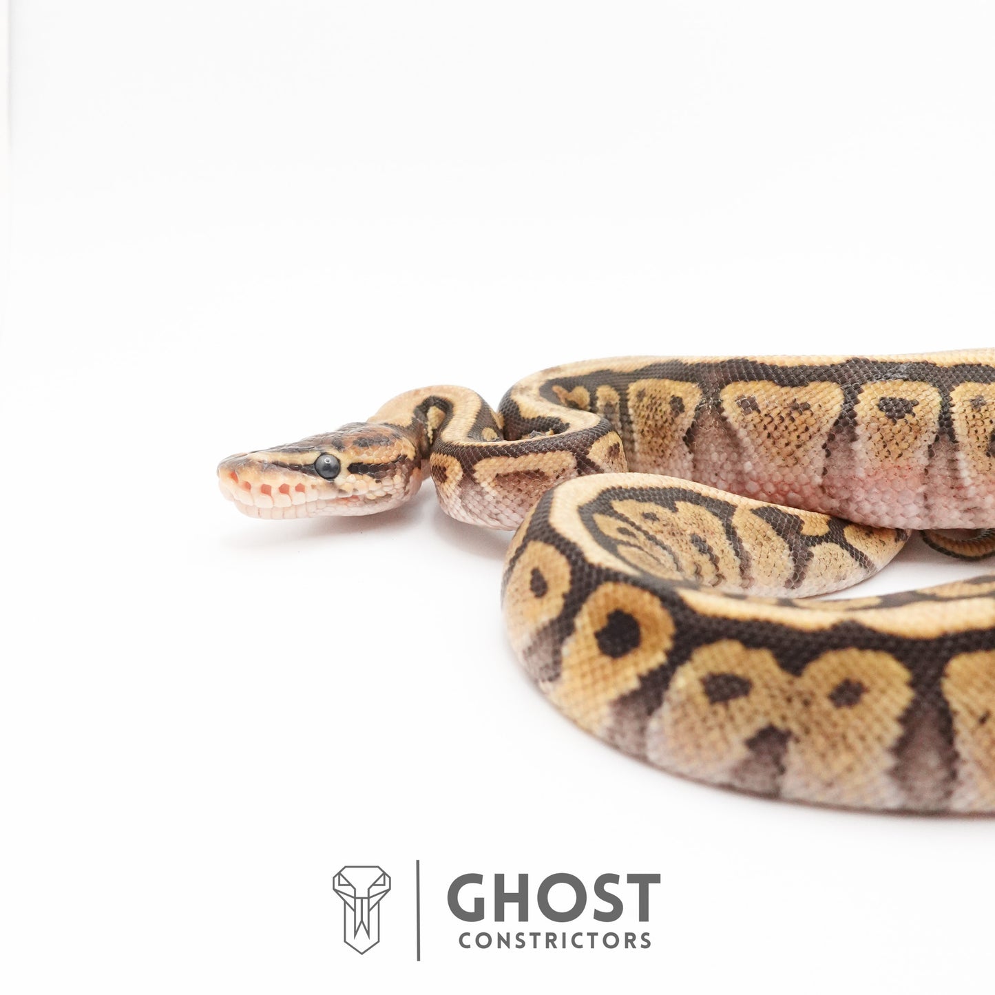 Pastel Het Clown Possible Nyala Possible Furrow Ball Python