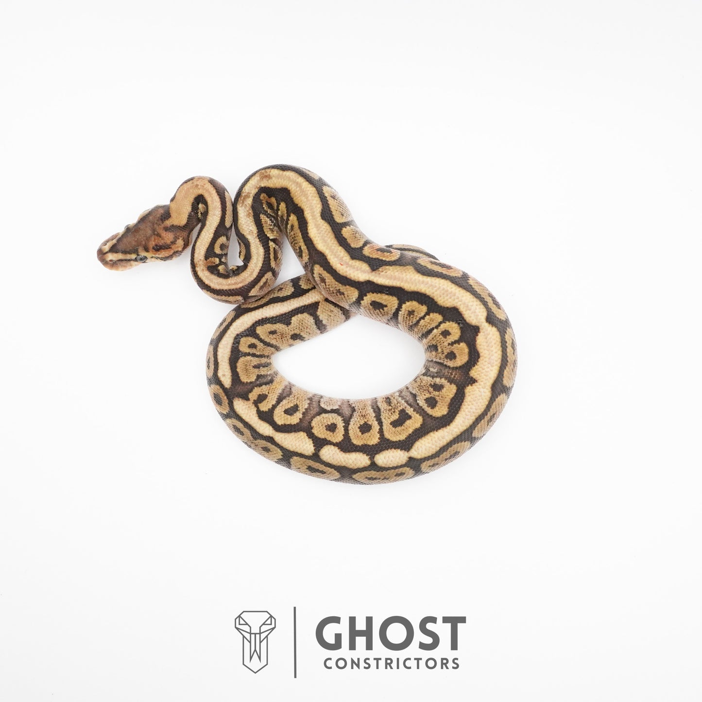 Pastel Het Clown Possible Nyala Possible Furrow Ball Python