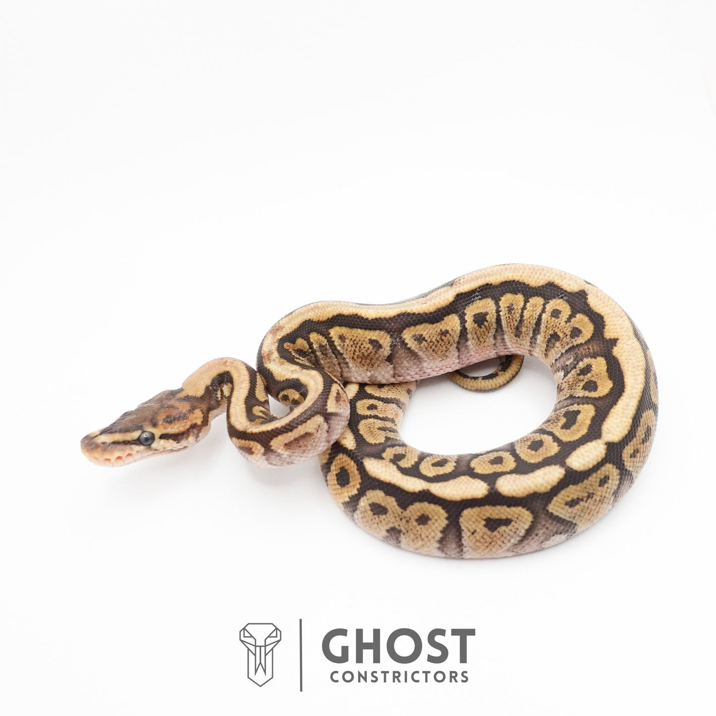 Pastel Het Clown Possible Nyala Possible Furrow Ball Python