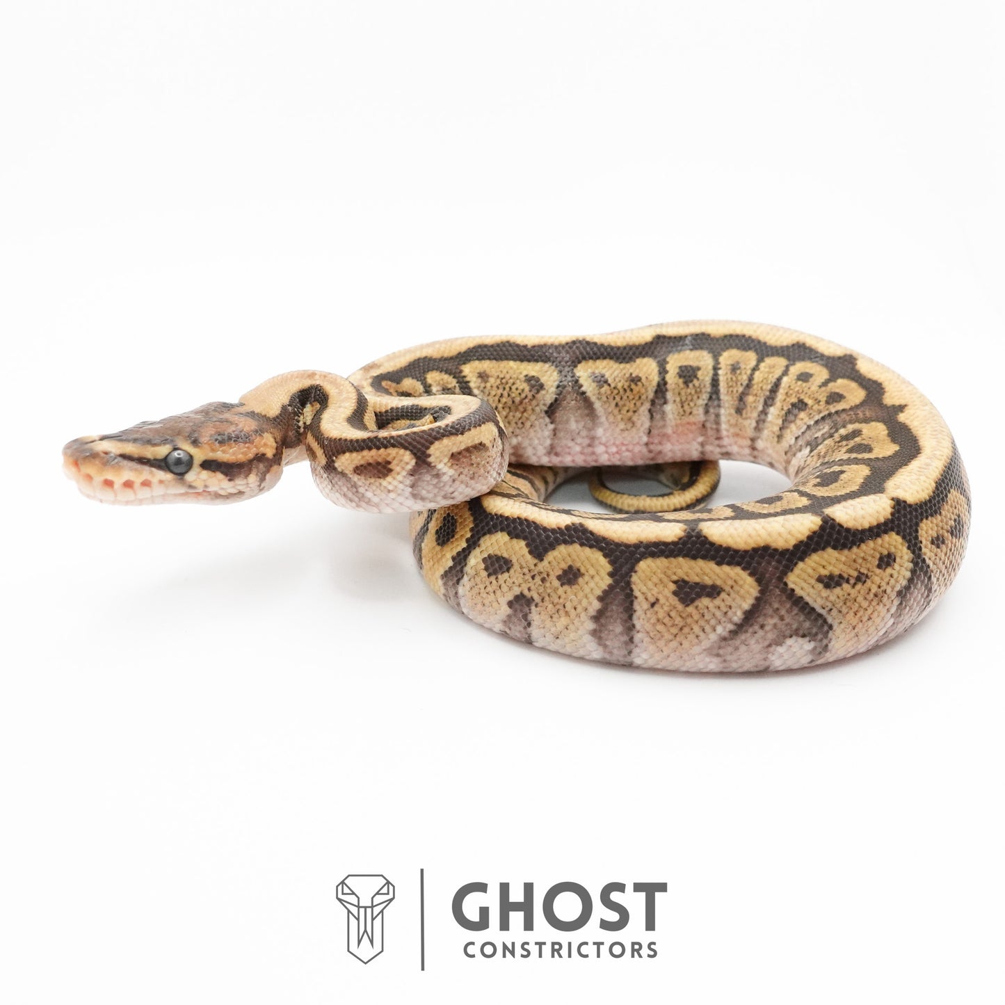 Pastel Het Clown Possible Nyala Possible Furrow Ball Python