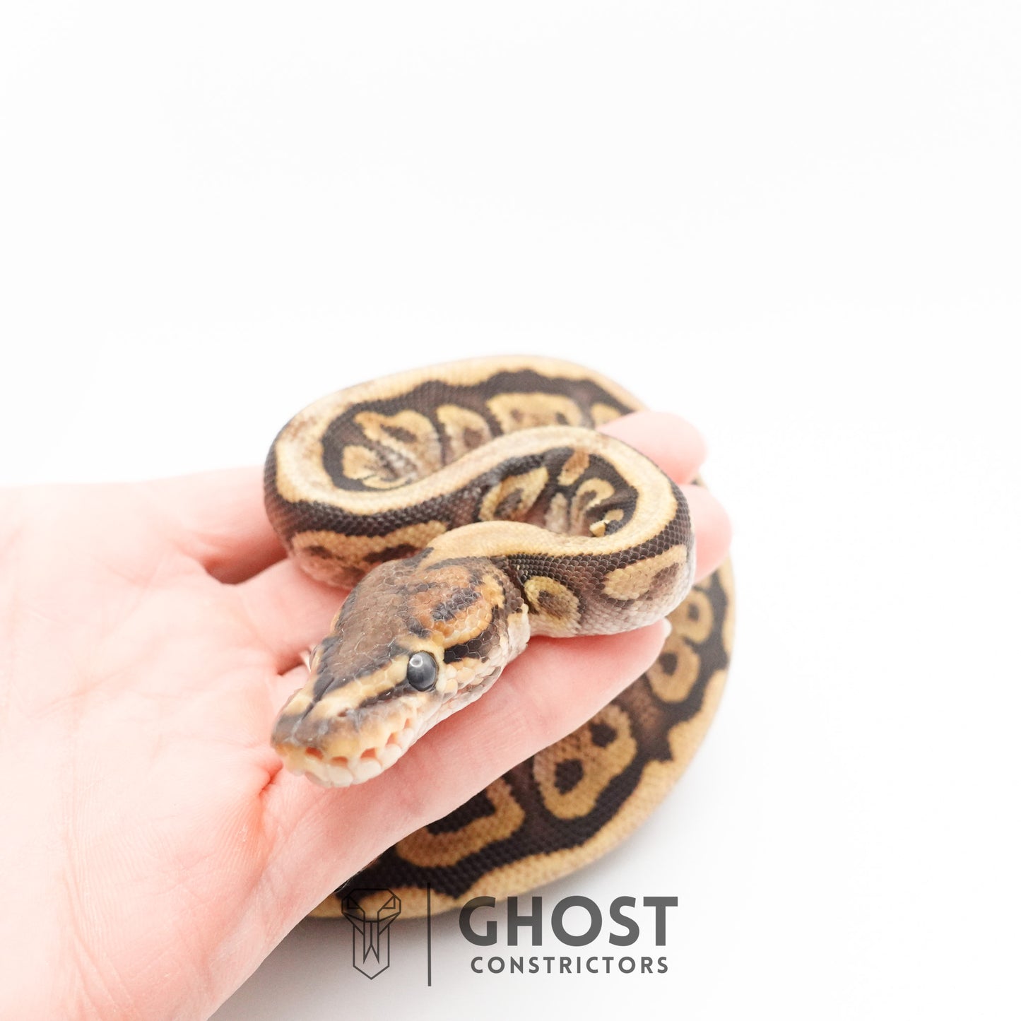 Pastel Het Clown Possible Nyala Possible Furrow Ball Python