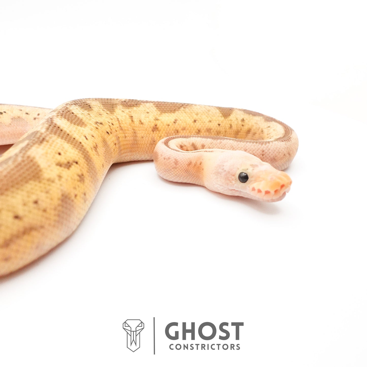 Pastel Spider Mojave Clown Possible Nyala Possible Furrow Ball Python