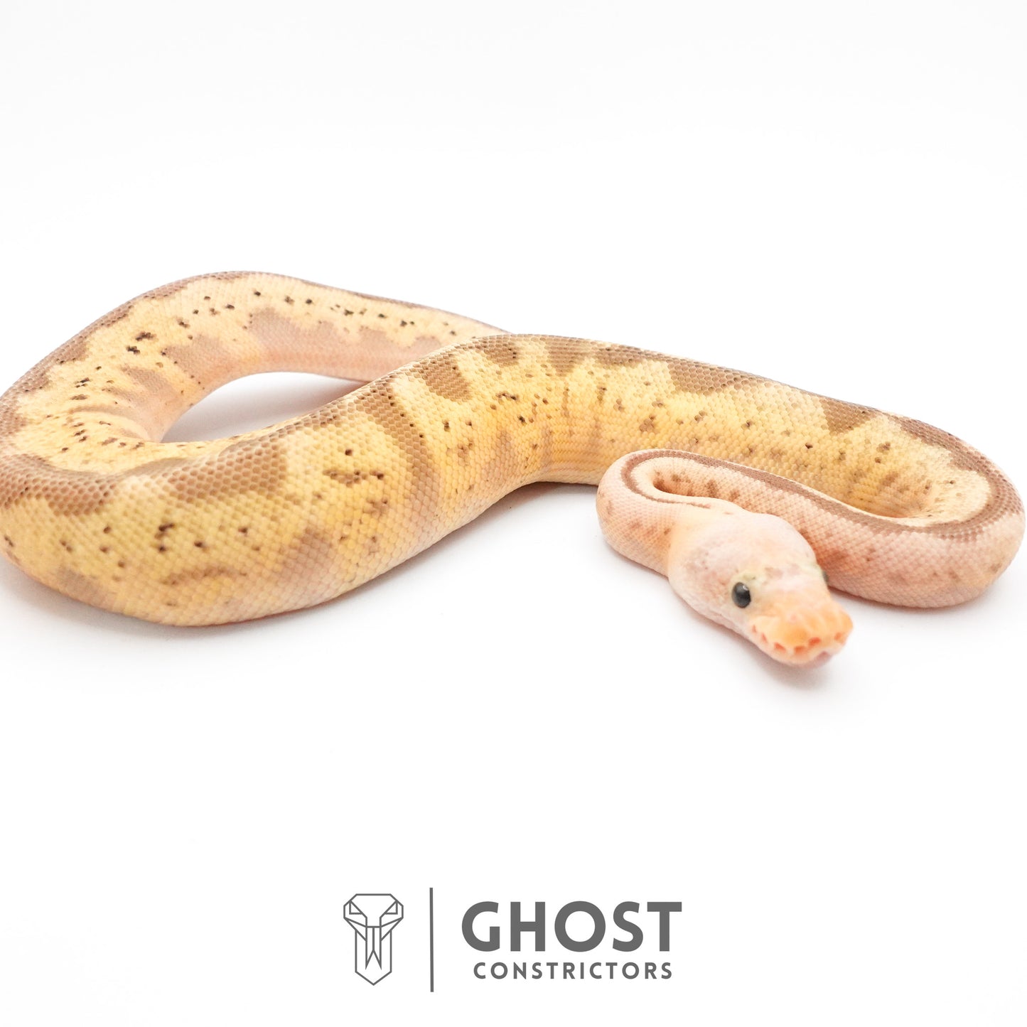 Pastel Spider Mojave Clown Possible Nyala Possible Furrow Ball Python