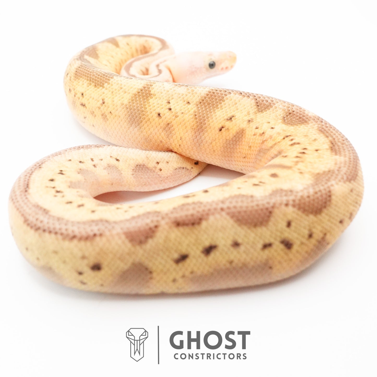 Pastel Spider Mojave Clown Possible Nyala Possible Furrow Ball Python