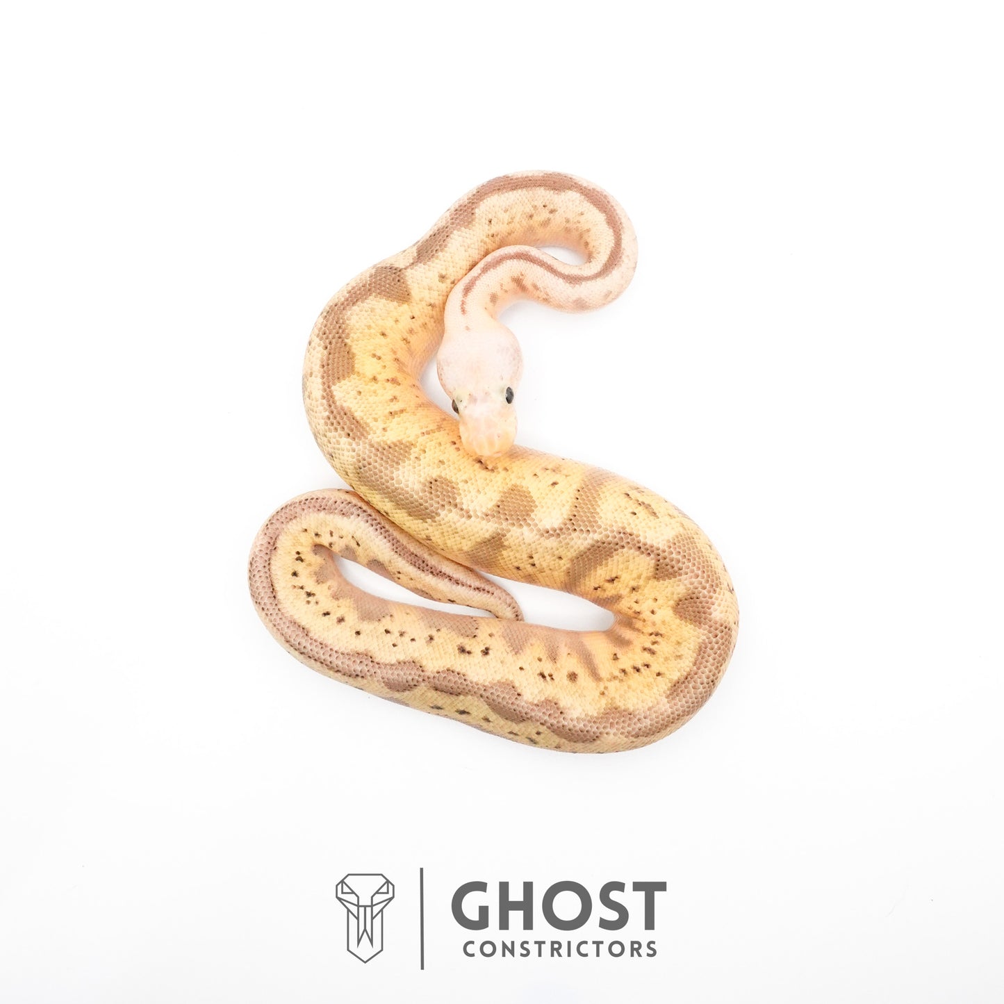 Pastel Spider Mojave Clown Possible Nyala Possible Furrow Ball Python