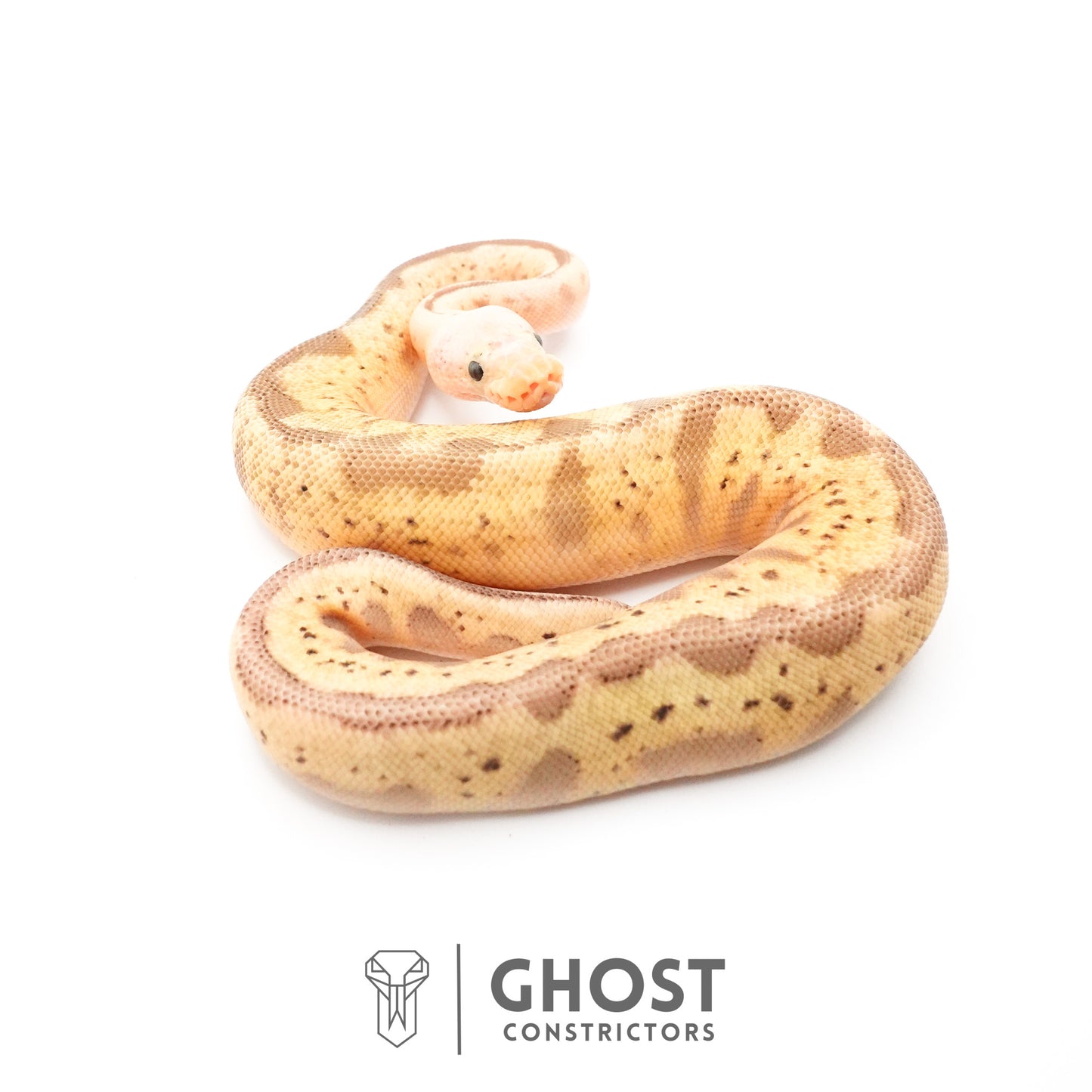 Pastel Spider Mojave Clown Possible Nyala Possible Furrow Ball Python