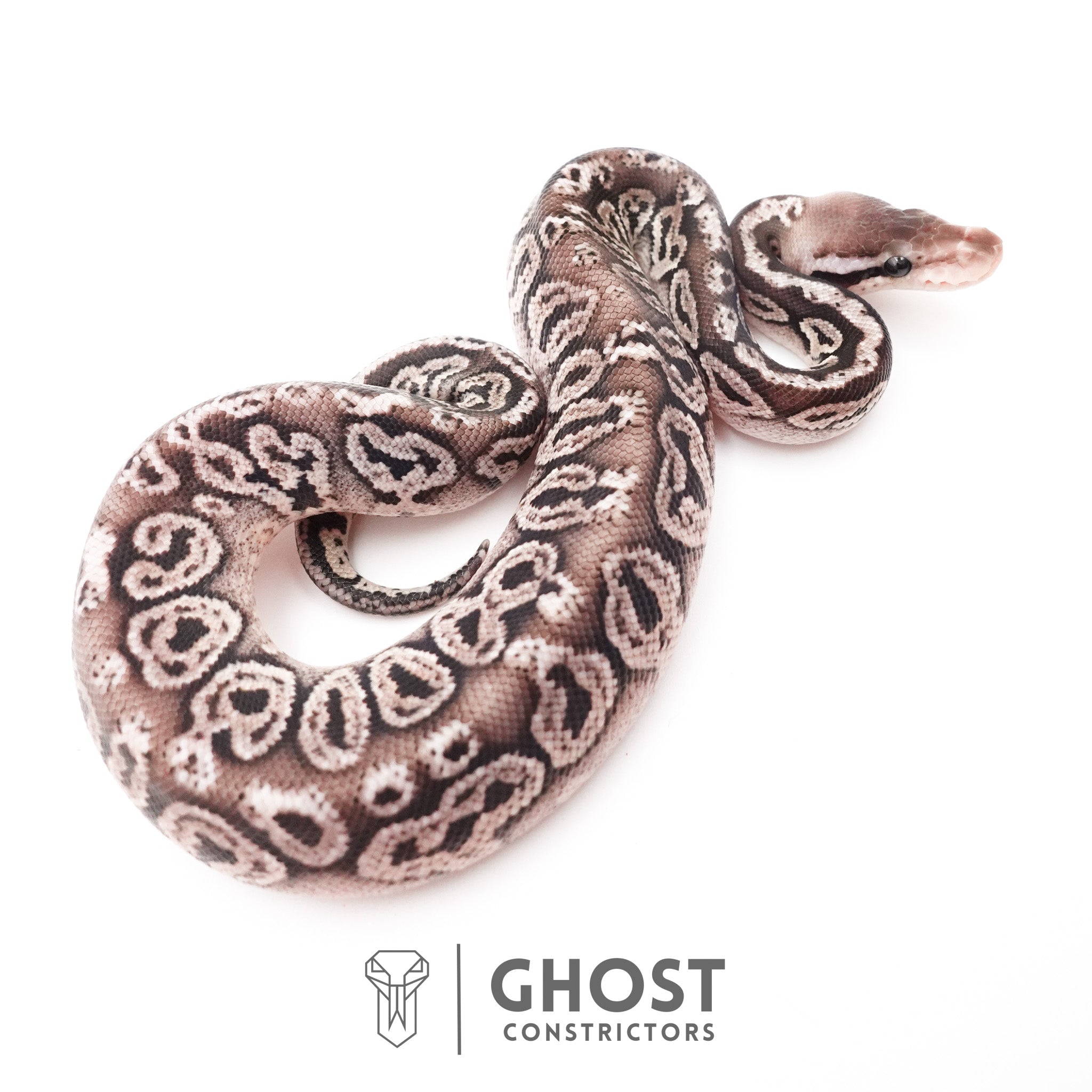 VPI Axanthic Ball Pythons for Sale | Rare Silver & Black Morphs – Ghost ...