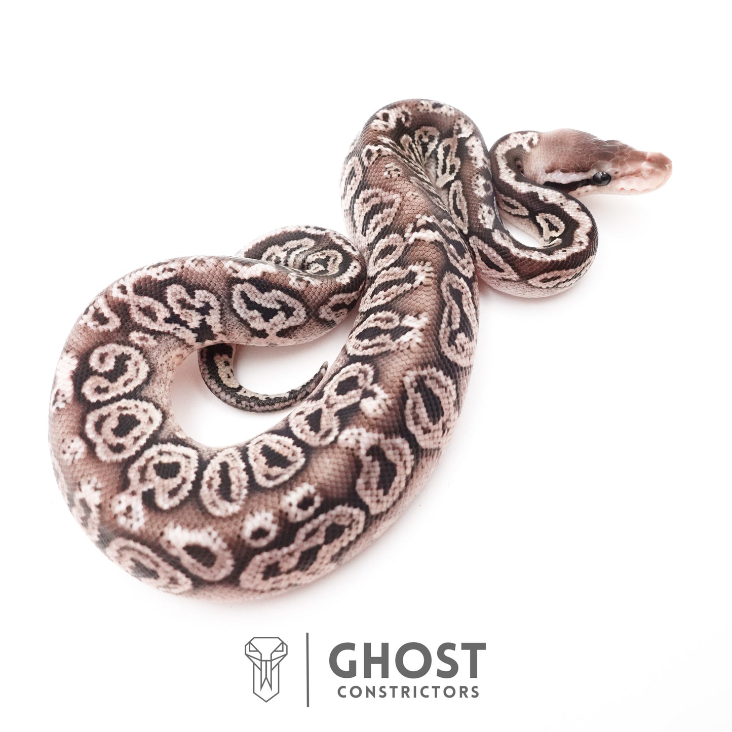 Black Pastel Fire VPI Axanthic 50% Het Desert Ghost Ball Python