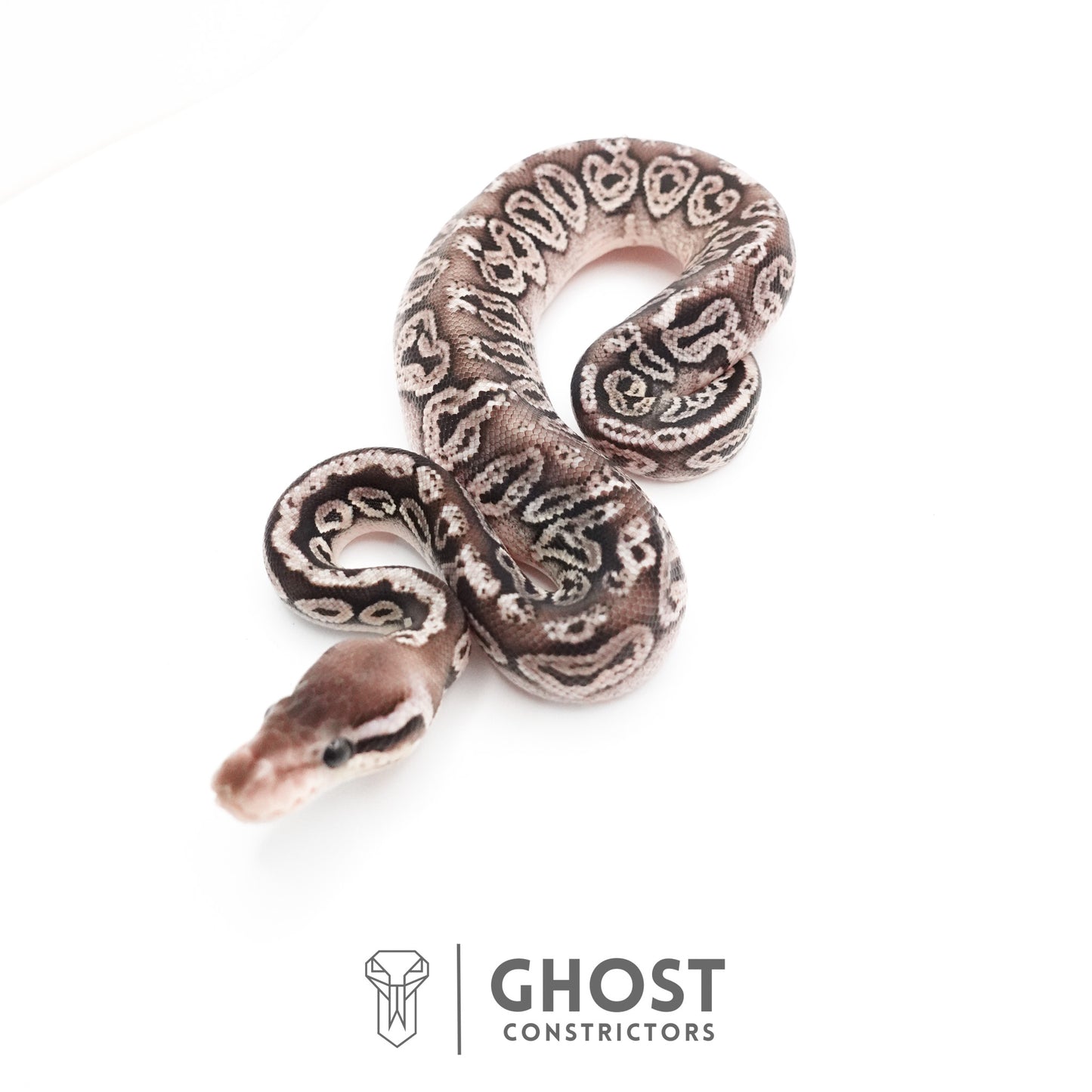 Black Pastel Fire VPI Axanthic 50% Het Desert Ghost Ball Python