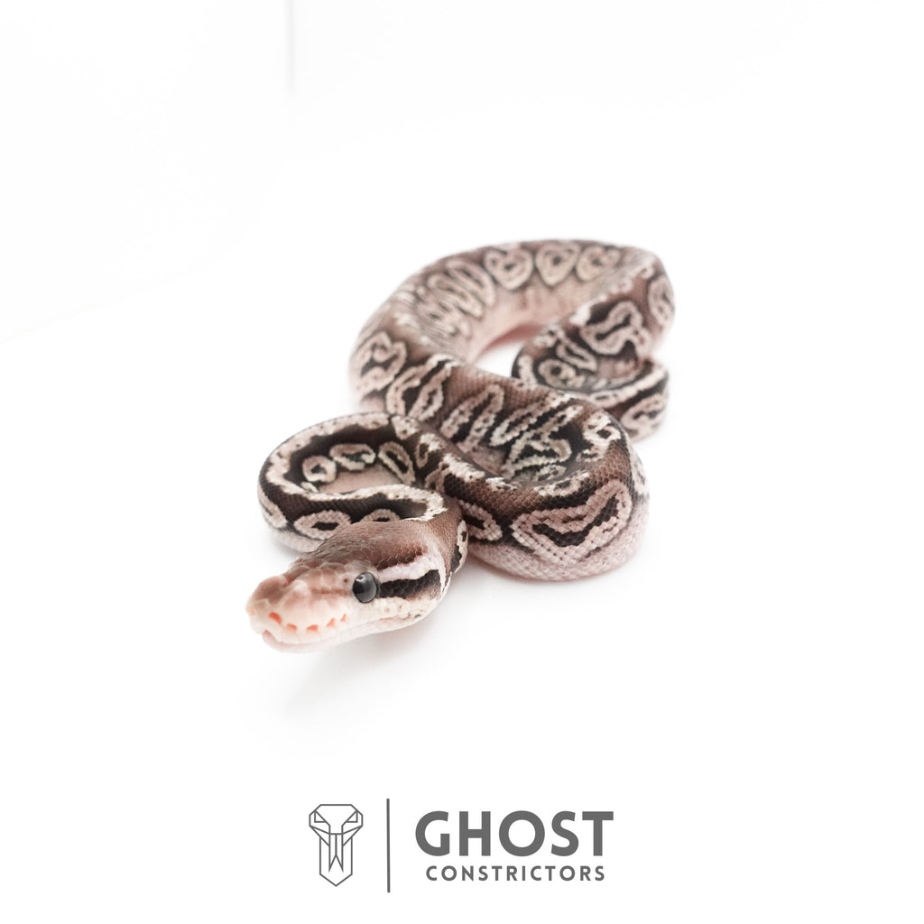 Black Pastel Fire VPI Axanthic 50% Het Desert Ghost Ball Python — Male, 2026 hatch, captive-bred by Ghost Constrictors